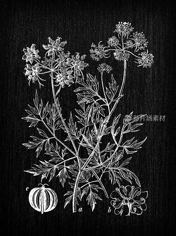 植物学植物仿古雕刻插图:Aethusa cynapium(傻瓜欧芹、傻瓜西芹或毒欧芹)